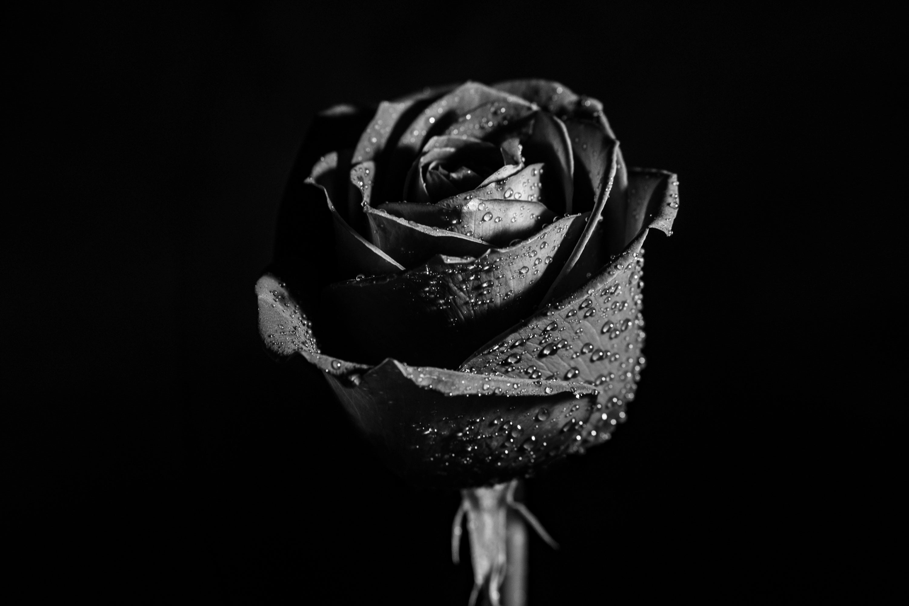 Buqu&ecirc; de Rosas Negras em blocos de montar - vista completa