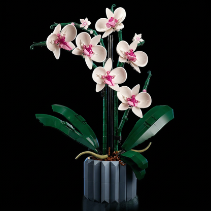 Buqu&ecirc; de Orqu&iacute;deas em Vaso (608 pe&ccedil;as)